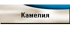 Камелия